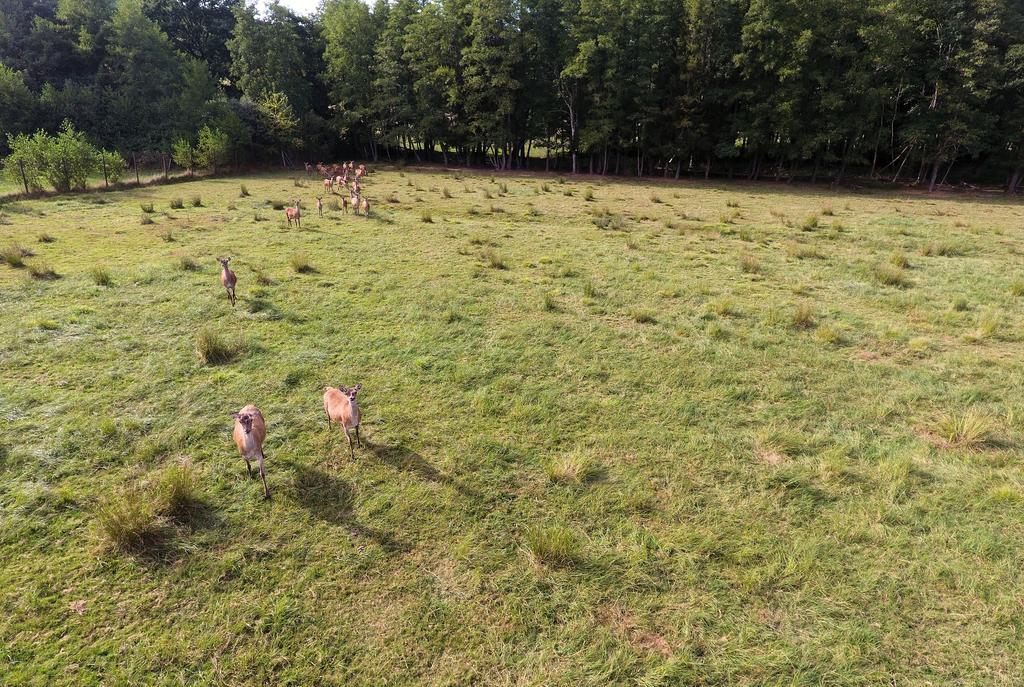 Gite Des Biches Birkenwald Kültér fotó